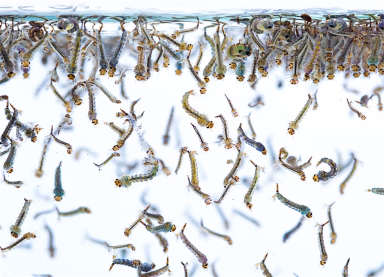 Insectary & insect breeding