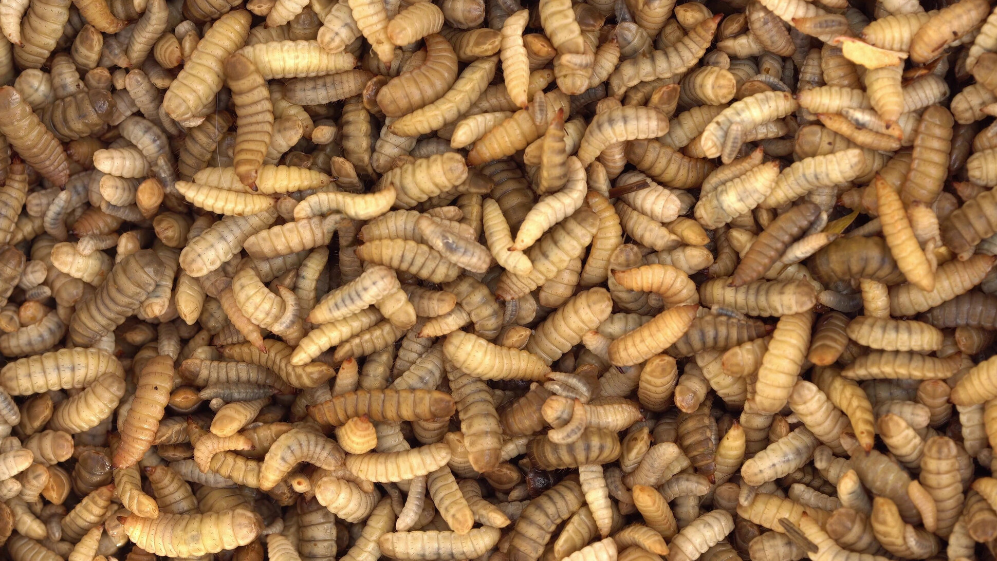 Humidification for Insectuaries and Insect Breeding